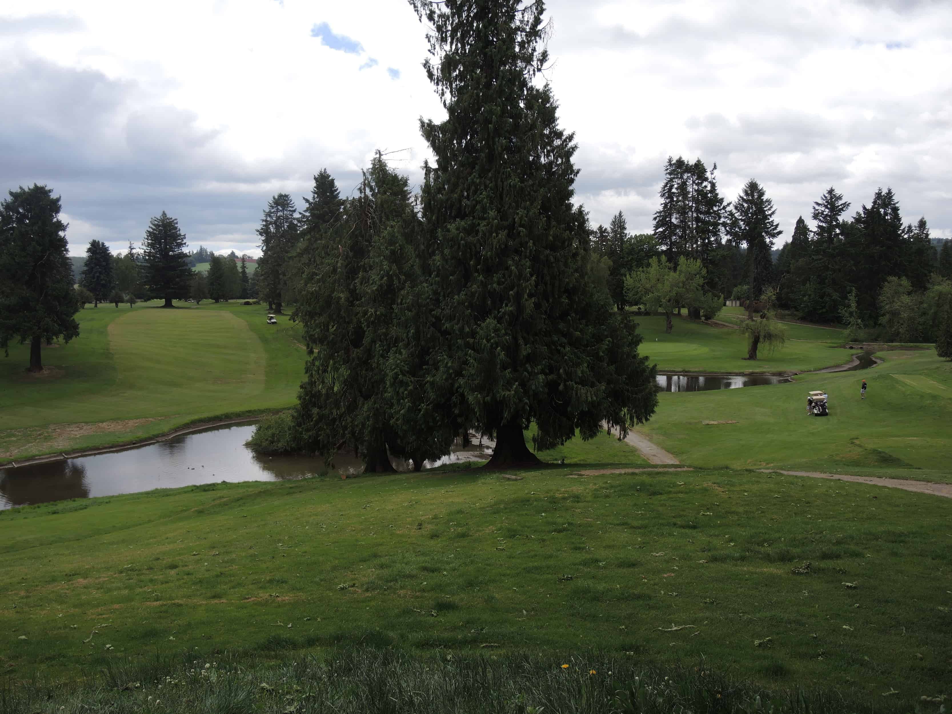 Forest Hills golf
